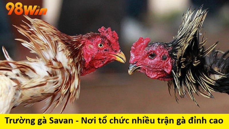 Trường gà Savan - Nơi tổ chức nhiều trận gà đỉnh cao